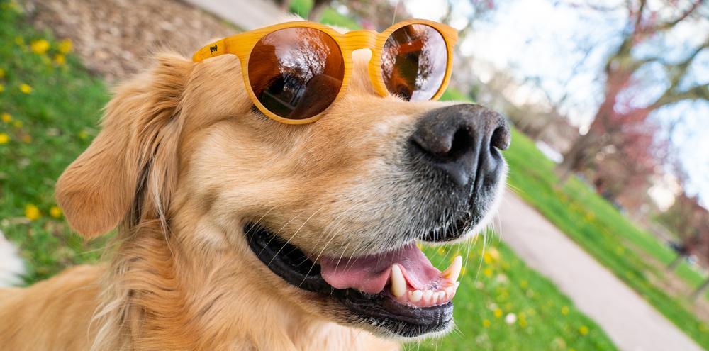 Goodr Bodhi's Ultimate Ride :CG Running Sunglasses - Image 5